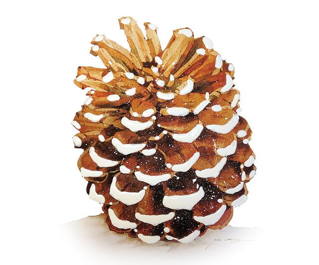 642x535 Watercolor Painting Snow Dusted Pine Cone Painting Etsy - Watercolor Pinecone