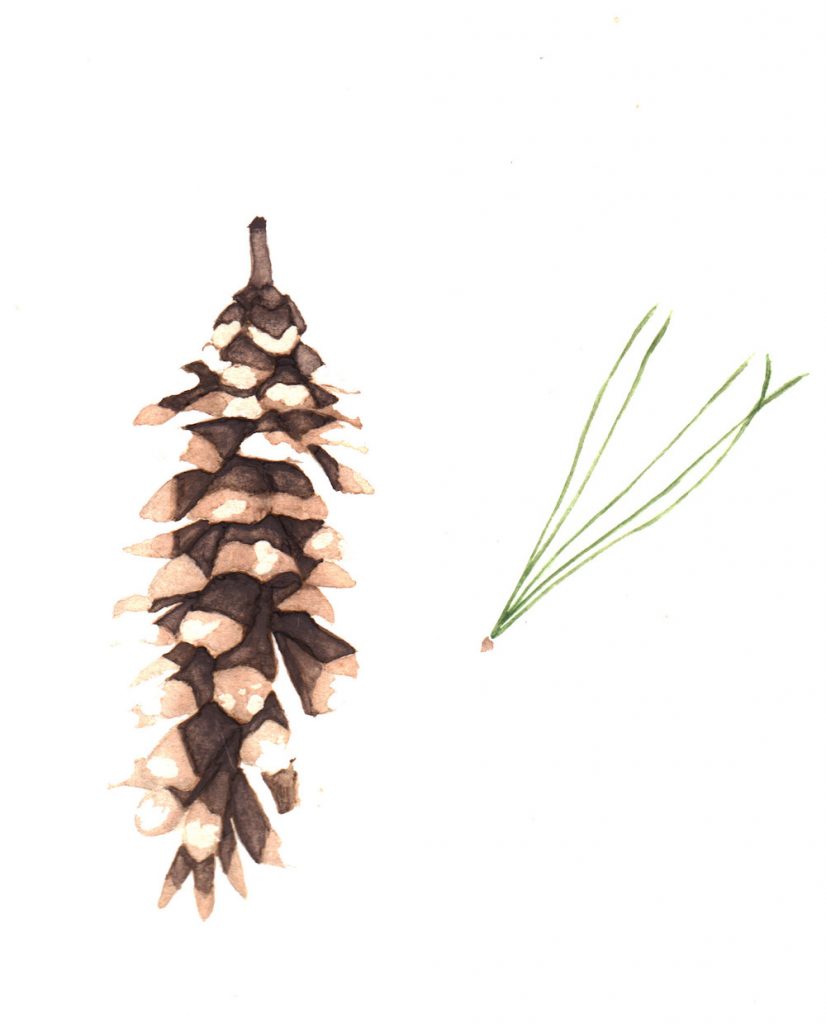 826x1024 Watercolor Pine Cone Study Eastern White Pine Brittany Leah - Watercolor Pinecone