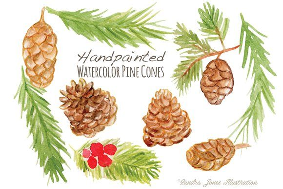 580x387 Watercolor Pinecones Pinecone And Fonts - Watercolor Pinecone