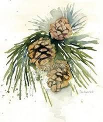 206x244 Image Result For Watercolor Pine Cone Watercolor - Watercolor Pinecone
