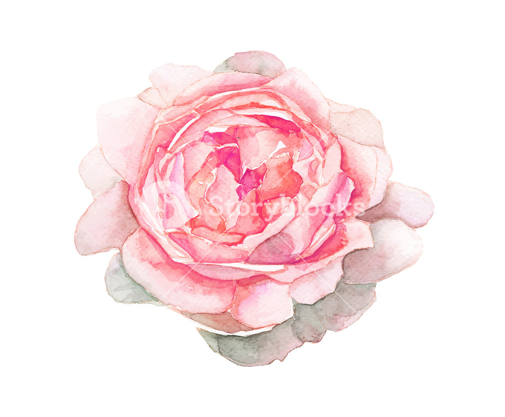 1000x825 The Isolated Watercolor Pink Flower Painting On White Background - Watercolor Pink Flowers