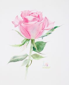 236x288 129 Best Watercolor Without Drawing Rose By Lafe Images On - Watercolor Pink Roses
