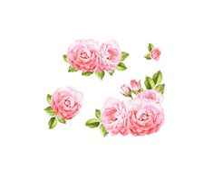 235x188 Best Watercolor Flower Clip Art Images In 2018 - Watercolor Pink Roses