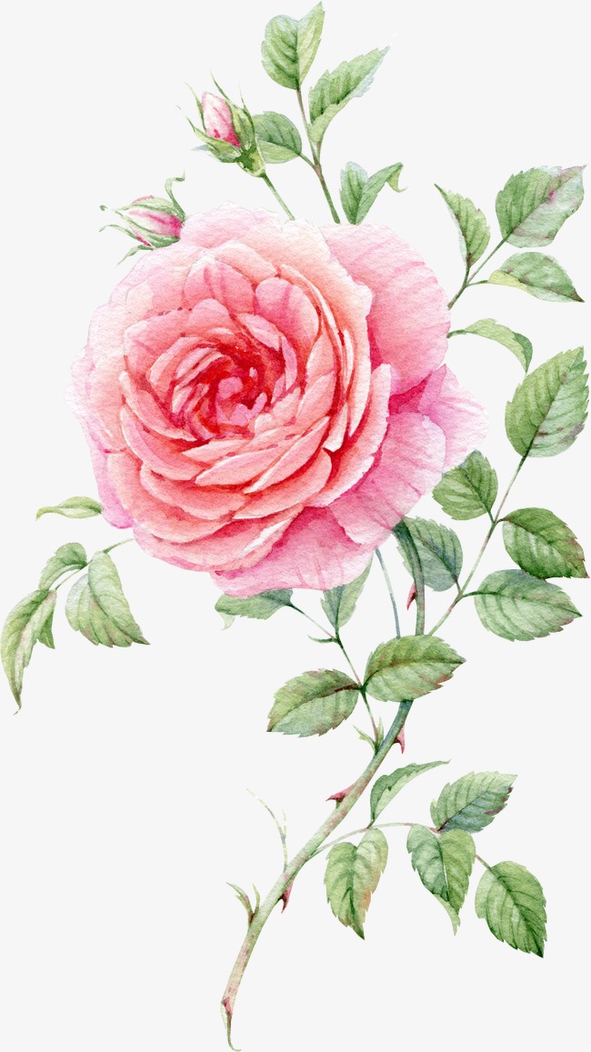 650x1157 Watercolor Painted Pink Roses, Watercolor Clipart, Rose Bud - Watercolor Pink Roses