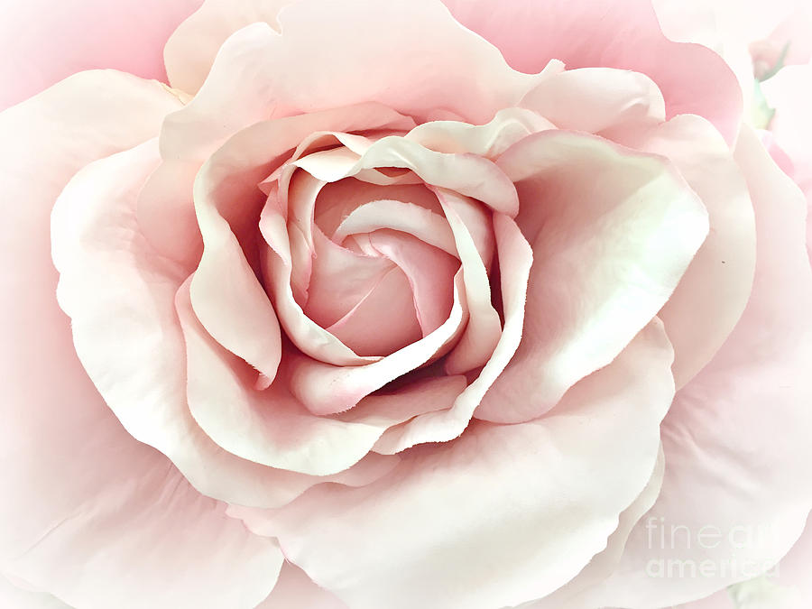 900x675 Blush Pink Rose - Watercolor Pink Roses