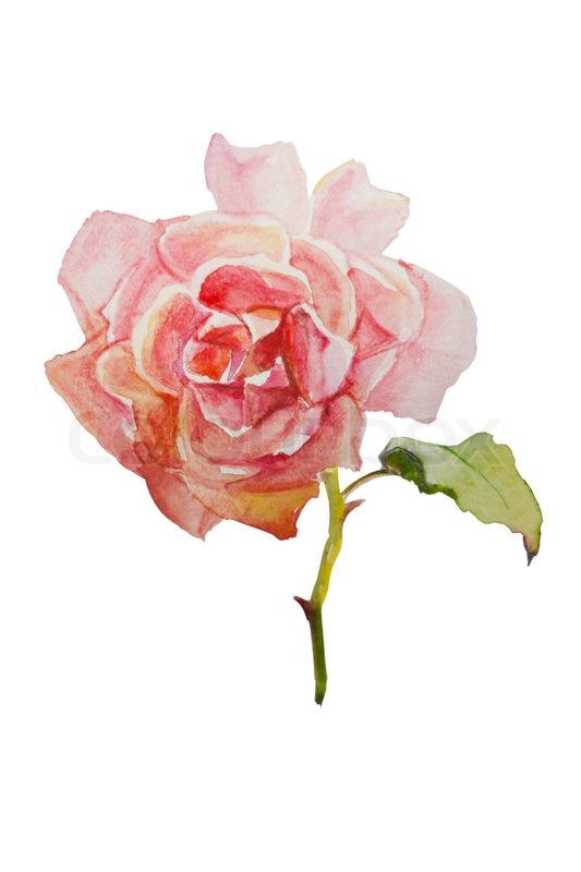 533x800 Watercolor Pink Rose Isolated Stock Photo Colourbox - Watercolor Pink Roses