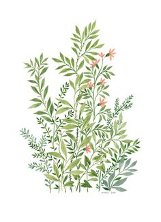 236x325 783 Best Watercolor Plants Images In 2018 Flower - Watercolor Plants