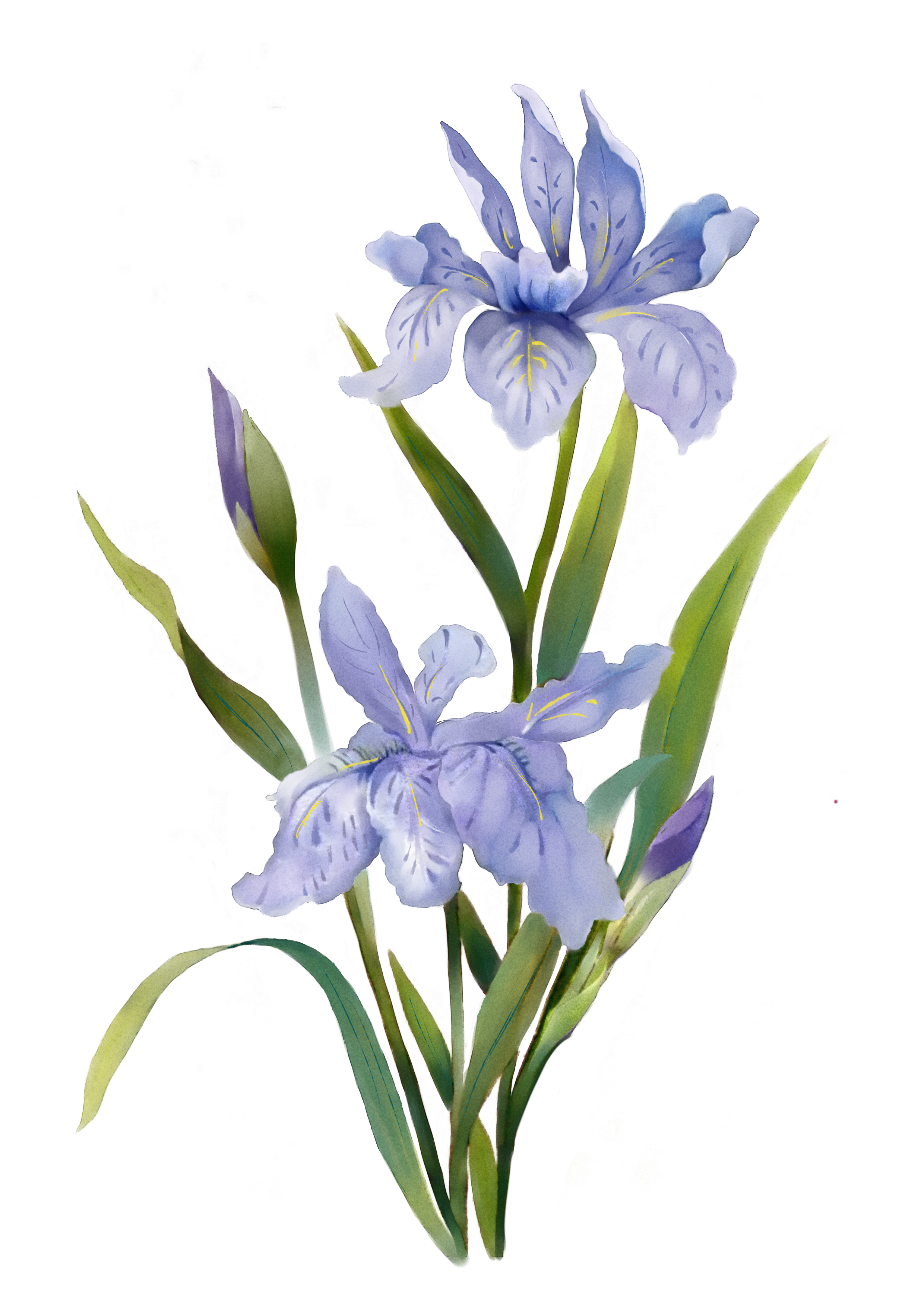 2480x3508 Watercolor Flowers Watercolor Painting - Watercolor Plants