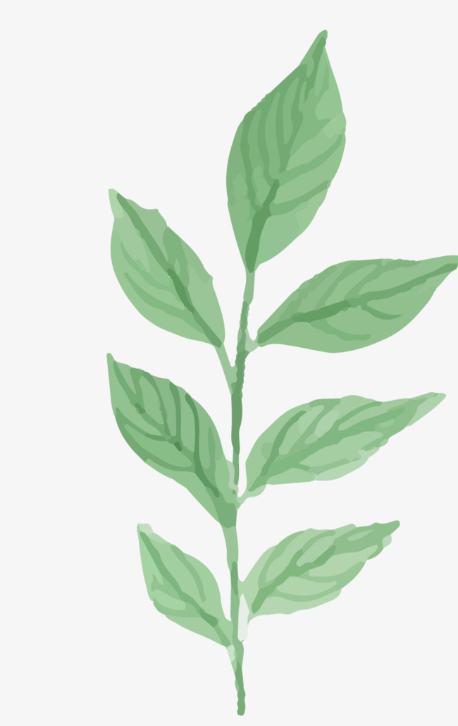 650x1029 Watercolor Plants, Watercolor Clipart, Plants Clipart, Leaf Png - Watercolor Plants