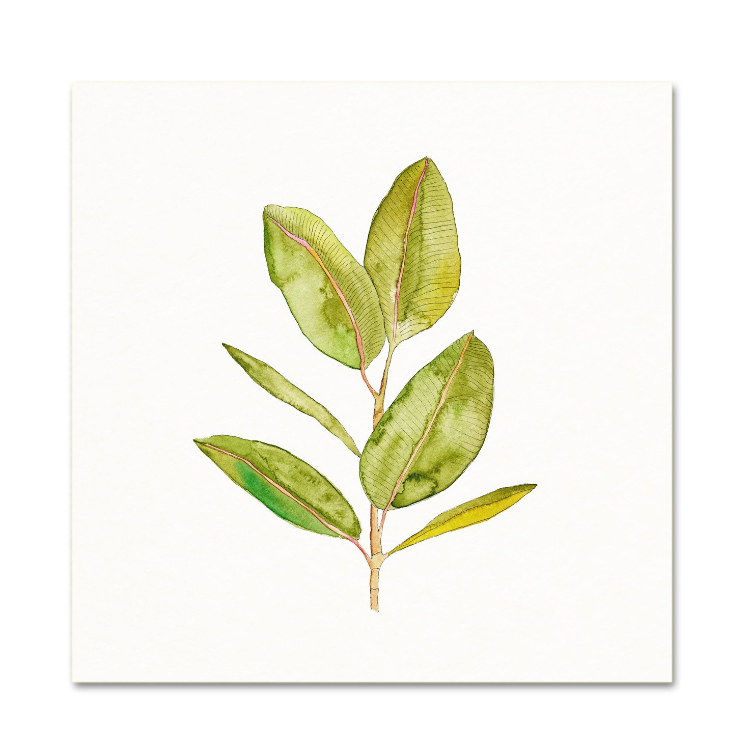 1475x1475 Watercolor Rubber Plant - Watercolor Plants