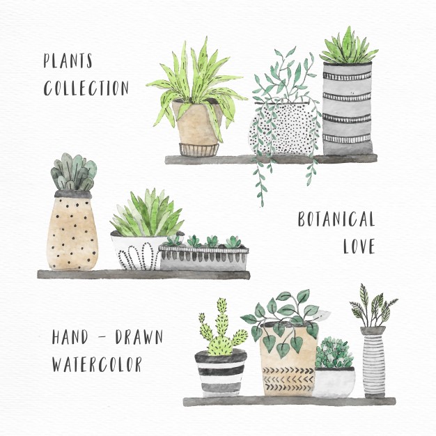 626x626 Watercolor House Plants Collection Vector Free Download - Watercolor Plants