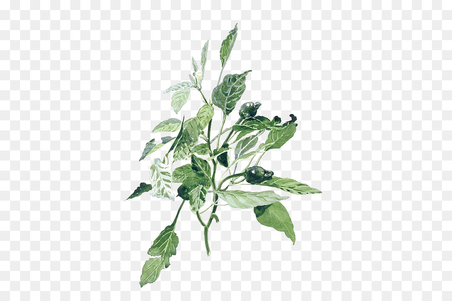 900x600 Watercolor Painting Illustration - Watercolor Plants