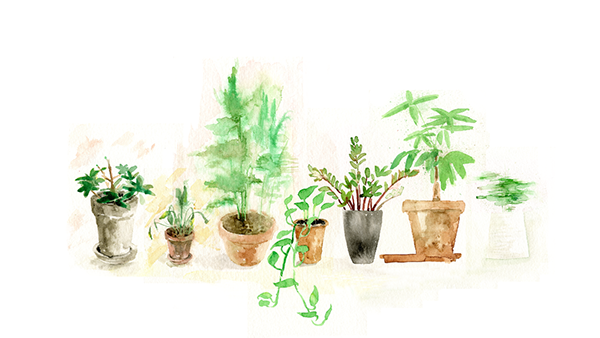 600x338 Watercolor Plants On Behance - Watercolor Plants