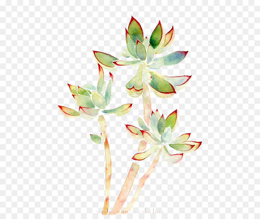 900x760 Download Watercolor Painting Succulent Plant Watercolor Plants - Watercolor Plants
