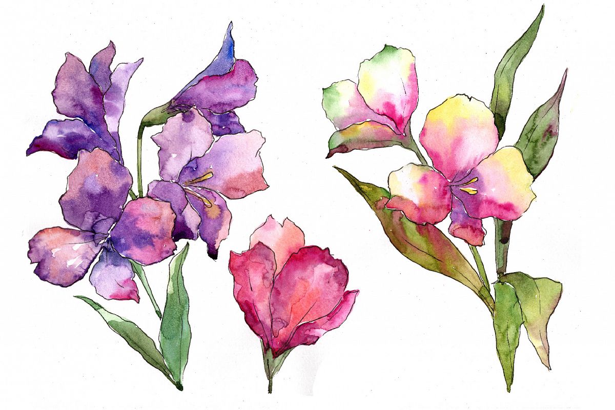 1200x800 Colorful Alstroemeria Png Watercolor Set - Watercolor Png