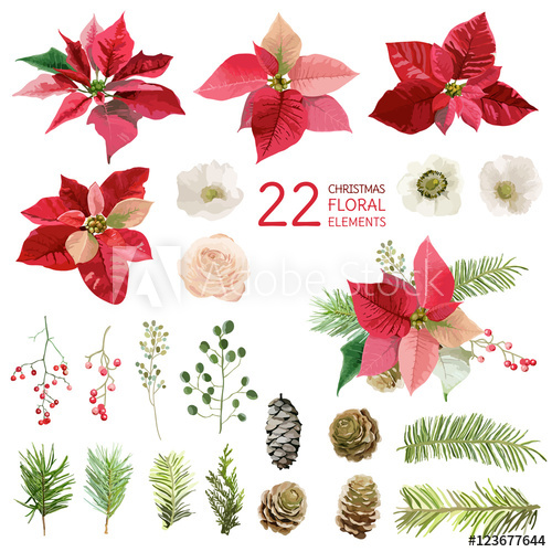 500x500 Poinsettia Flowers And Christmas Floral Elements - Watercolor Poinsettia