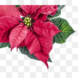 260x260 Poinsettia Png, Vectors, Psd, And Clipart For Free Download Pngtree - Watercolor Poinsettia