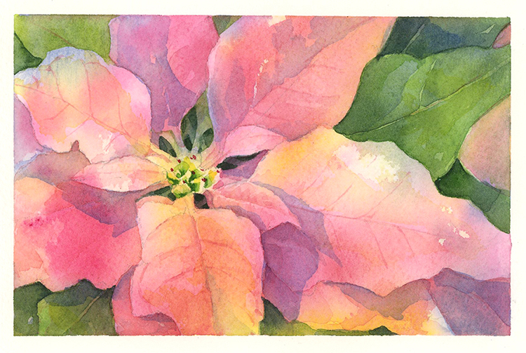 750x503 Poinsettia Drawn - Watercolor Poinsettia