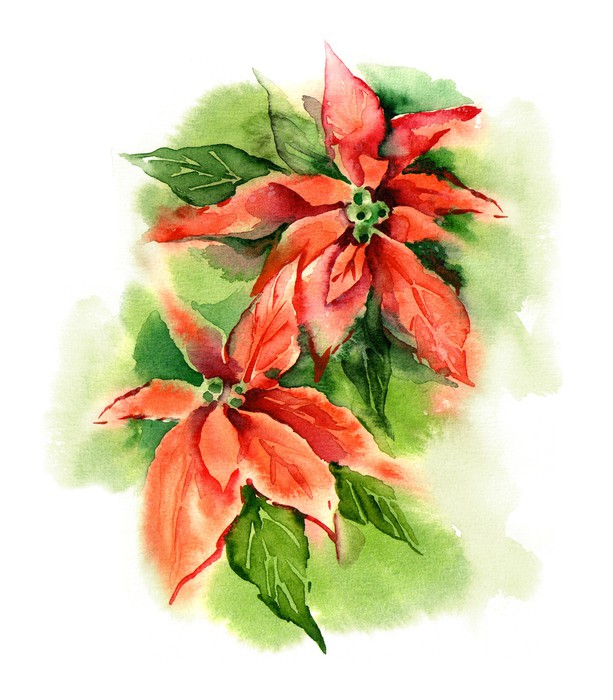 613x700 Watercolor Poinsettia (Bethlehem Star) Wall Mural We - Watercolor Poinsettia