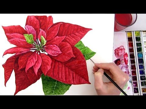 480x360 How To Paint A Realistic Poinsettia For Your Christmas Card In - Watercolor Poinsettia Card