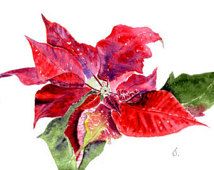 214x170 Watercolor Poinsettia Card - Watercolor Poinsettia Card