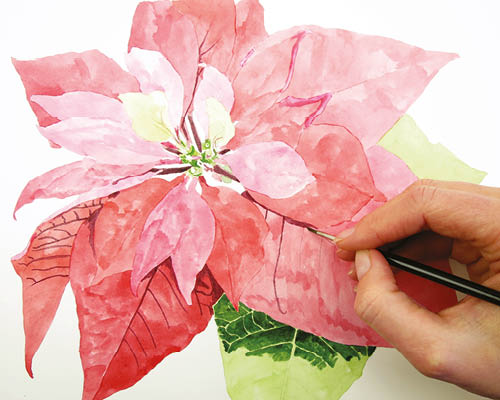 500x400 How To Paint A Poinsettia In Watercolour - Watercolor Poinsettia Flower