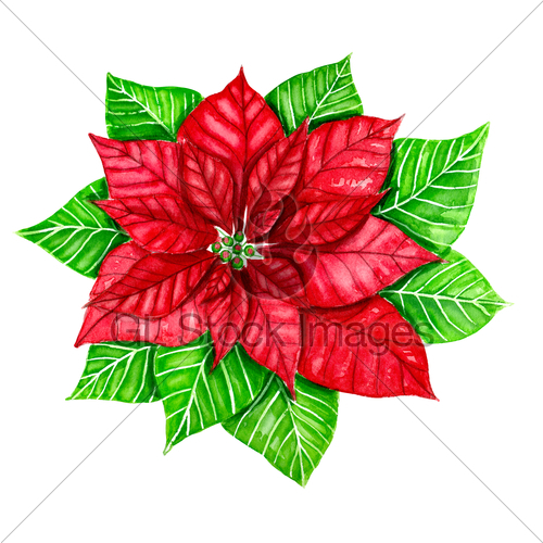 500x500 Watercolor Poinsettia Flower Gl Stock Images - Watercolor Poinsettia Flower