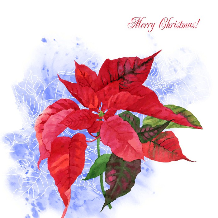700x699 Watercolor Background With Poinsettia Flowers 05 Wall Mural - Watercolor Poinsettia Flower
