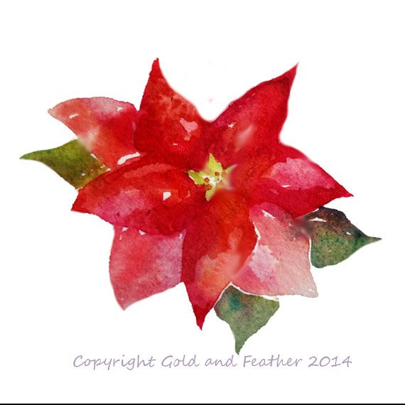 570x570 Watercolour Poinsettia Christmas Clip Art By Goldandfeather Art - Watercolor Poinsettia Flower