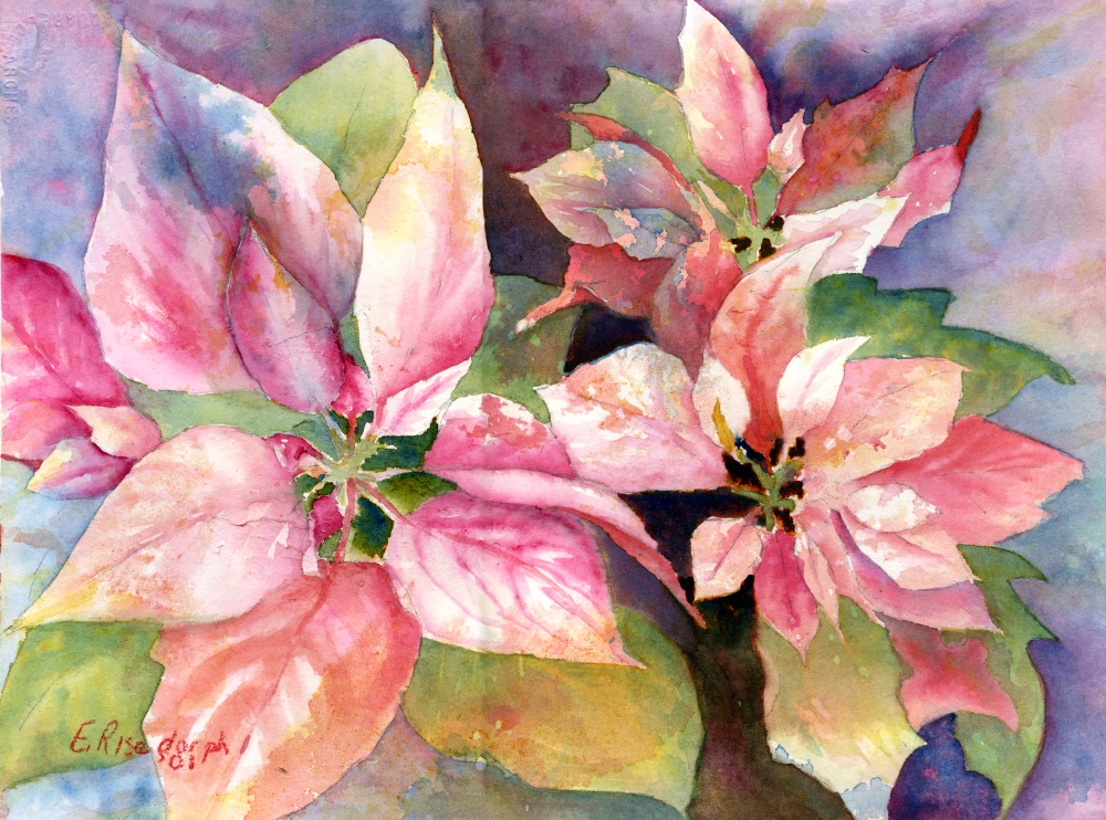 1000x742 Pink Poinsettia Original Holiday Christmas Watercolor Greeting - Watercolor Poinsettia Flower