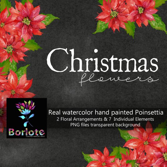 570x570 Christmas Flowers Watercolor Poinsettia Red Clip Art Etsy - Watercolor Poinsettia Flower