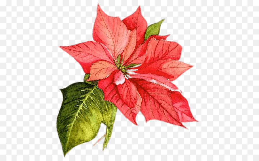 900x560 Download Poinsettia Christmas Watercolor Painting Flower - Watercolor Poinsettia Flower