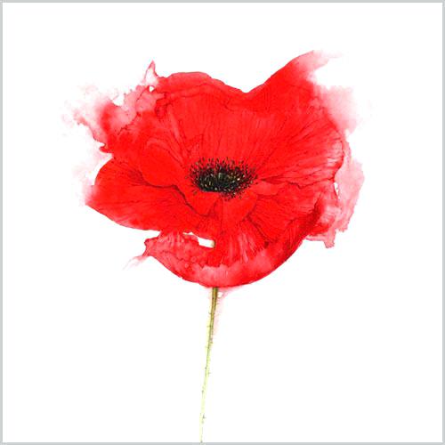 500x500 Poppies Watercolor Demo Paperwater - Watercolor Poppy