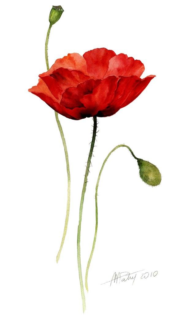 600x1028 Single Poppy - Watercolor Poppy