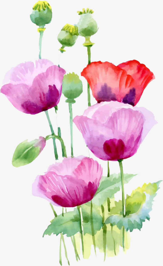 650x1063 Watercolor Poppy, Watercolor Clipart, Cartoon, Hand Painted Png - Watercolor Poppy