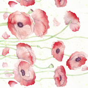173x173 Watercolor Poppy Single Border Wallpaper - Watercolor Poppy