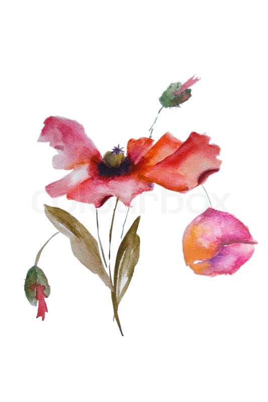 533x800 Watercolor Poppy Flower Stock Photo Colourbox - Watercolor Poppy