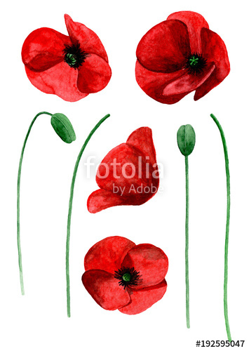 355x500 Watercolor Poppy Clip Art. Red Flowers Clipart Stock Photo And - Watercolor Poppy