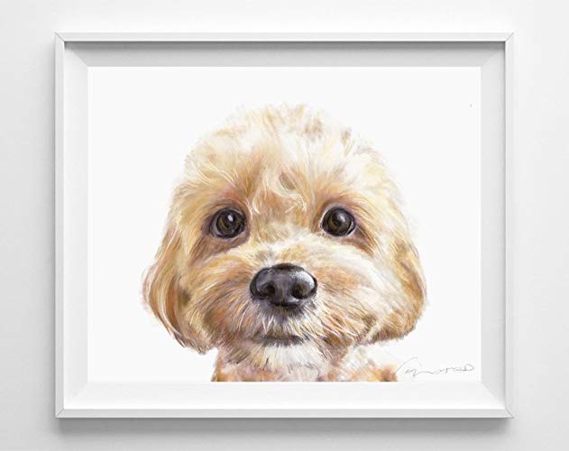 631x500 Cavoodle Watercolor Painting - Watercolor Puppy