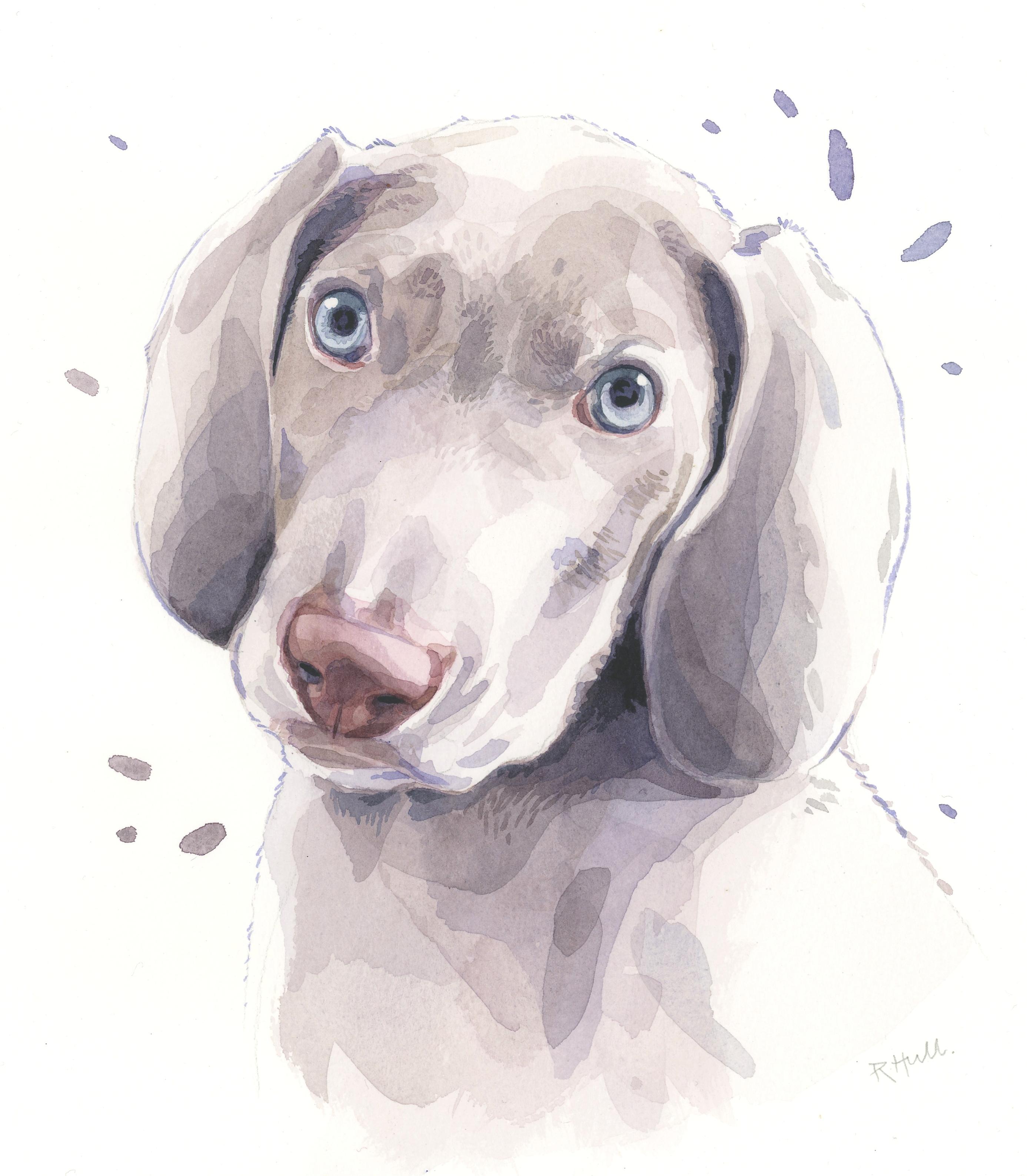 2772x3173 Weimaraner Puppy, Watercolour, 16in X 12in Art - Watercolor Puppy