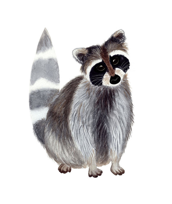 600x714 Cute Watercolor Raccoon Poster By Ekaterina Efanova - Watercolor Raccoon