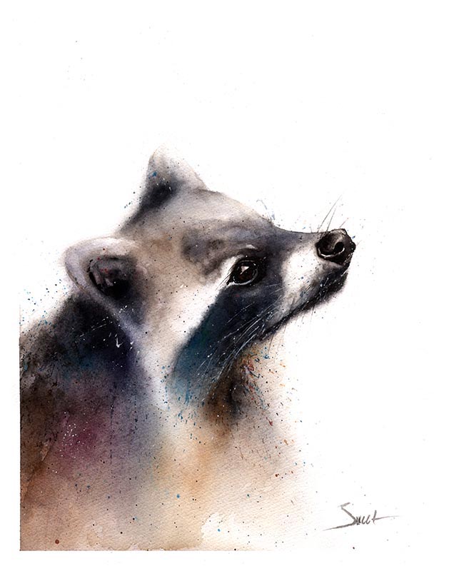 629x800 Raccoon Watercolor Print Watercolor Animal Paintings - Watercolor Raccoon