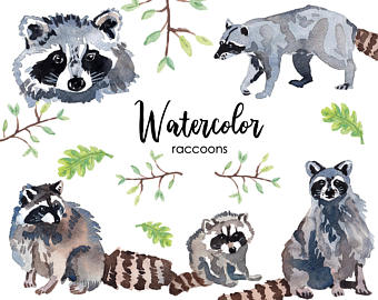 340x270 Raccoon Watercolor Etsy - Watercolor Raccoon