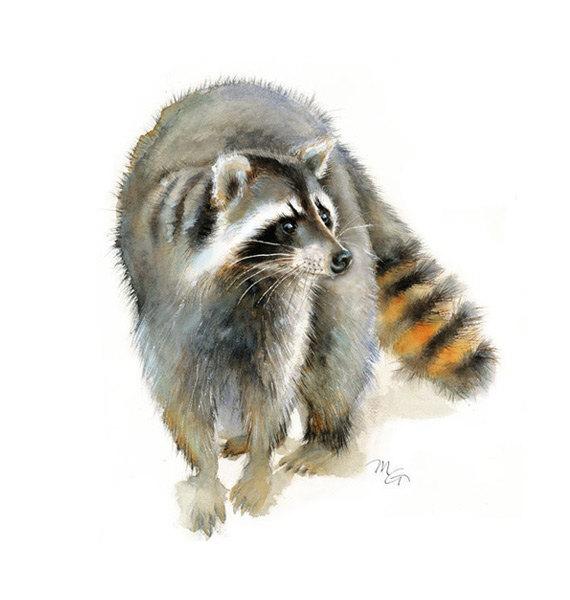 570x600 Raccoon Watercolor Raccoon Painting Art Print Home Wall Etsy - Watercolor Raccoon