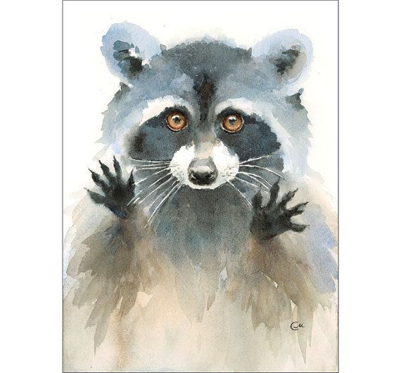 570x529 Watercolor Raccoon - Watercolor Raccoon