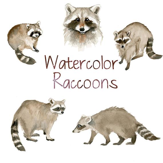 570x570 Watercolor Raccoons Animal Clip Art Nature Clipart Forest Etsy - Watercolor Raccoon