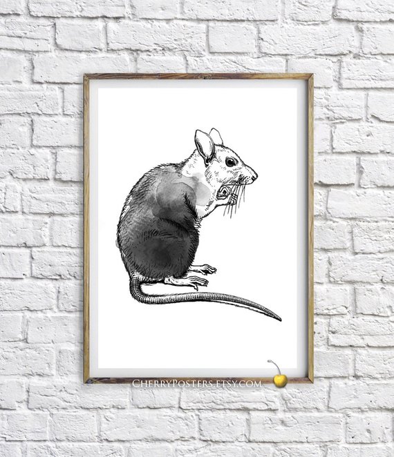570x662 Radioactive Rat Watercolor Print Home Decor Wall Art Rat Etsy - Watercolor Rat