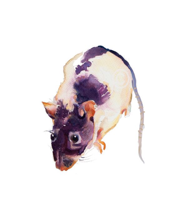 570x713 Rat - Watercolor Rat