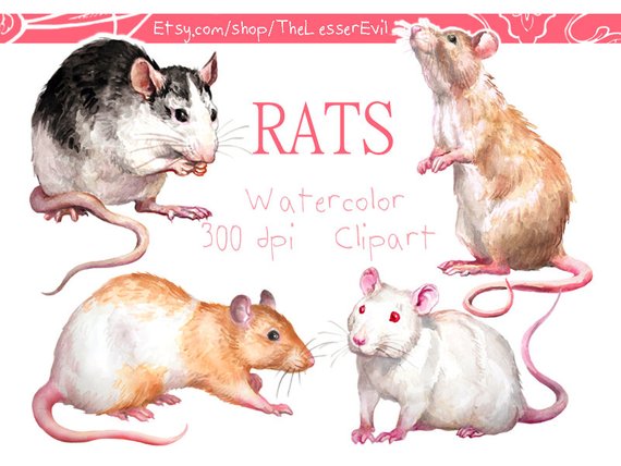 570x428 Rats Clipart Digital Watercolor Illustration Rat Clip Art Etsy - Watercolor Rat