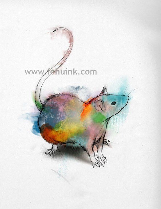 564x732 Painting Bird Watercolor - Watercolor Rat